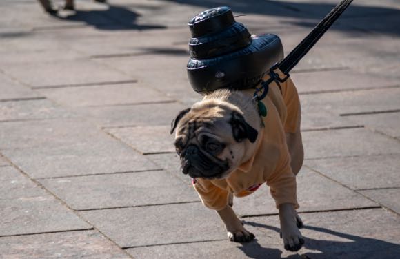 blog post Howl a Ween