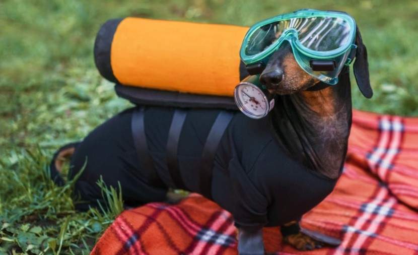 Howl-a-Ween-Pet-Parade-inline-image-example