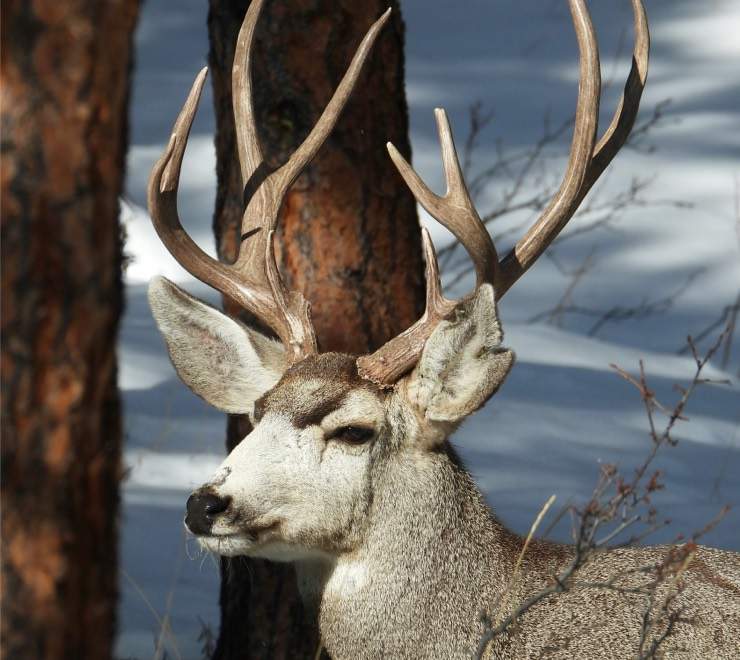 Left Image 740px Left Image 740px